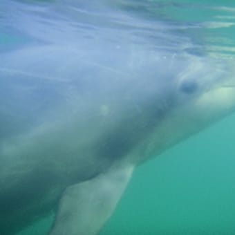 下田海中水族館♪