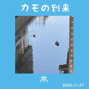 カモが都心の川で遊んでいる