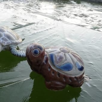 メダカ池が氷って泳げへんでｗｗ