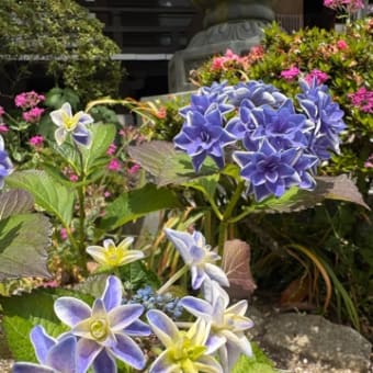 花・紫陽花