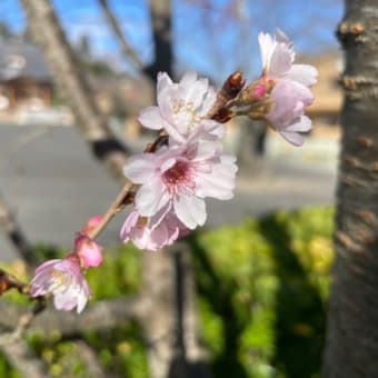 初冬の桜　2022