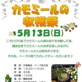 カモミール収穫祭