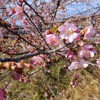 梅と桜