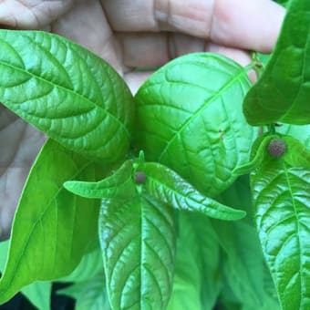 蕾から開花へ20日くらい？