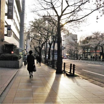 桜巡り帳4頁目：麹町 番町 市ヶ谷