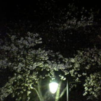 にっぽりの桜