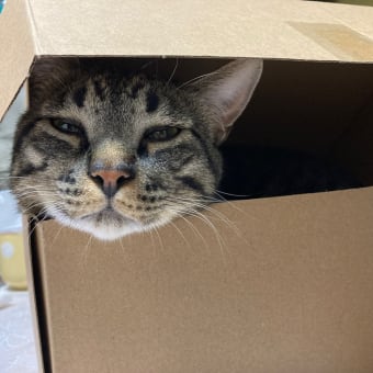 今朝の事