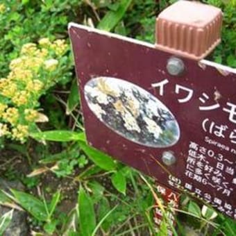 八方尾根の癒しの高山植物（7/20）