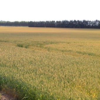 北海道の小麦畑とジャガイモ畑の花・小樽運河の写真