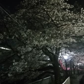 夜桜