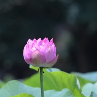薬師池公園その１
