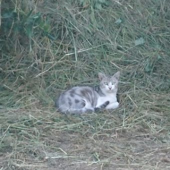 デイの庭に毎日来るにゃんこ