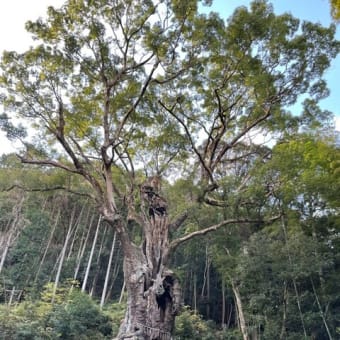 佐賀県の三大巨木・・・