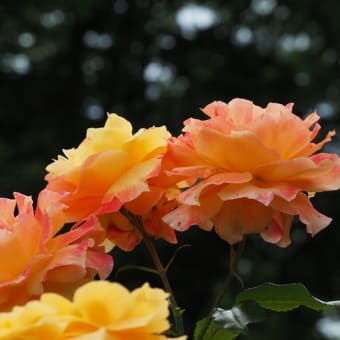 花の端境期の水林自然林には菌従属栄養植物などが（2025.6.8）#2 そして四季の里バラ園に