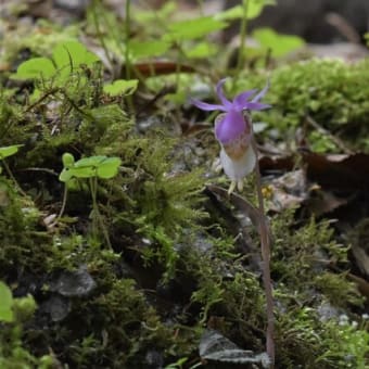 八ヶ岳の花