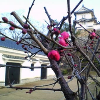 2月のお城の掃除に17名の参加。