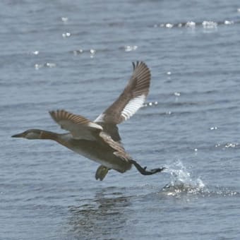 アカエリカイツブリ　北海道