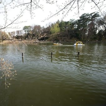 都立石神井公園