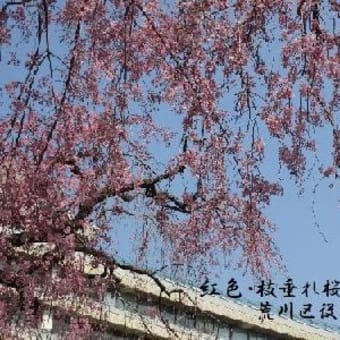 区役所公園・枝垂れ桜　平成30年3月28日(水)