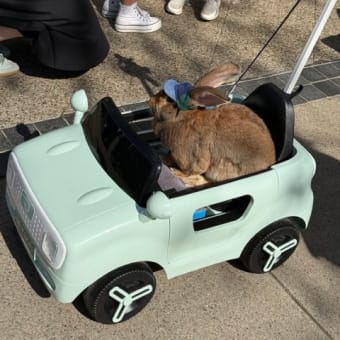 今日いちの答えは、くるまにポピー！