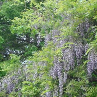 愛宕山の藤花