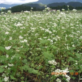 椛の湖　そばの花畑