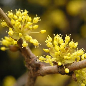 ３月３１日(土)「山茱萸」(梅木さん)