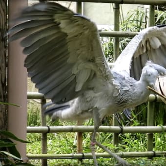 愉快なシュシュ・ルタンガ