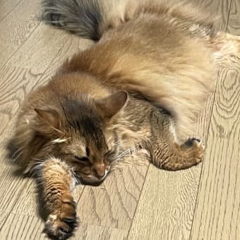 暑中お見舞い申し上げます！