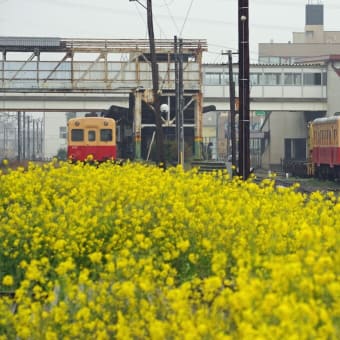 菜の花が咲く小湊鉄道沿線