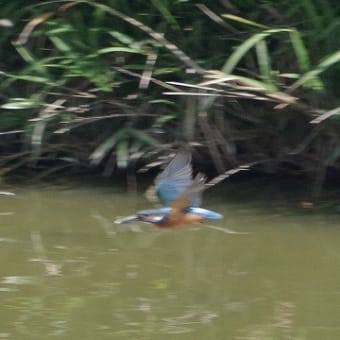 於大公園 ： 野鳥 ・ 翡翠 ・ カワセミ・・・フリー素材ブログ　カワセミ