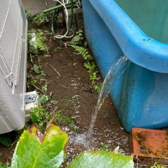 今週の水草水槽＆コイ＆にゃんこ