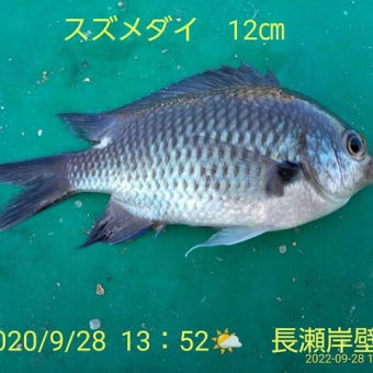 笑転爺の釣日記　９月２８日⛅　長瀬岸壁