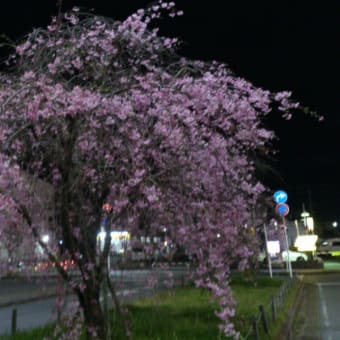 夜の枝垂れ桜　２０１６