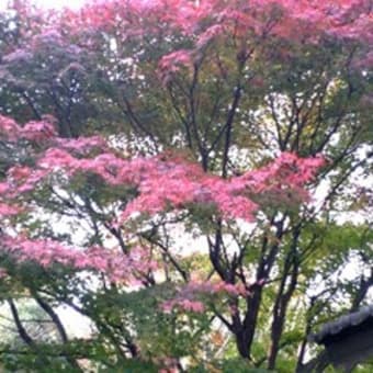 生田緑地の紅葉