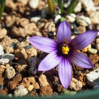 Romulea  ロムレア その２　南アフリカ産　球根植物　球根・種(タネ)  販売