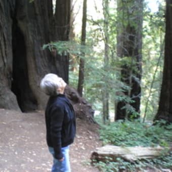 カリフォルニアからハ～イ！（２）　セコアイア、セコイア、セコイア　Avenue of the Giants