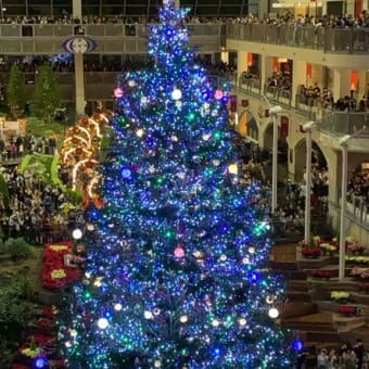 サッポロファクトリー2019ジャンボクリスマスツリー点灯式