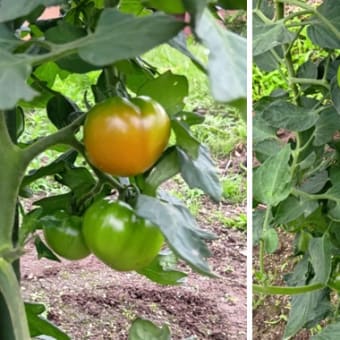 やっと芽が出た生姜　他　20250626