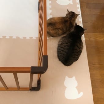 先日の動画です。