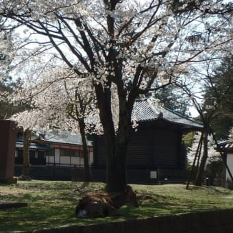 今日の奈良の桜は、満開！！！！。