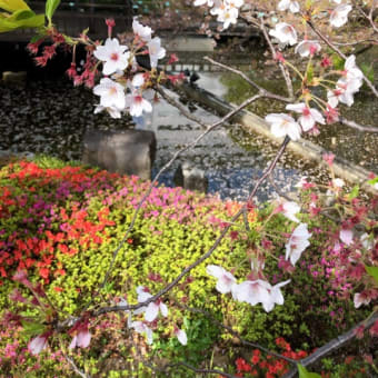 春が好き