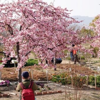 神戸　西郷川河口公園、　菜の花と河津さくら