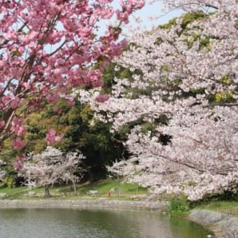 明石公園の八重桜～♪