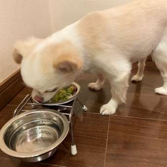 犬ごはん:大好物の鰆はマテ出来ずに食べ始めました^^;