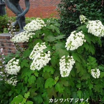 ６月例会「久留米の花菖蒲を求めて」（福岡県久留米市）