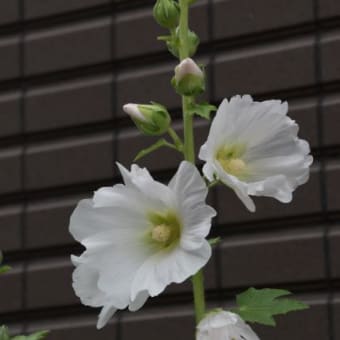 散歩道　谷端川緑地タチアオイの花　　　20