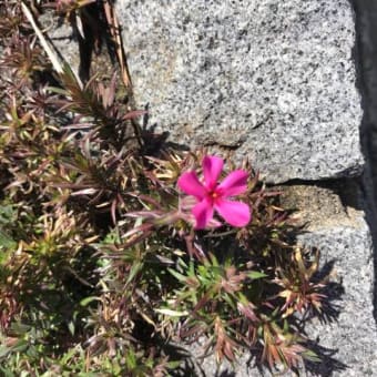 船橋の木、山茶花