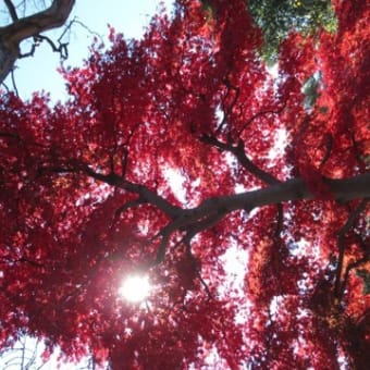 多磨霊園にお墓参り(紅葉含む)