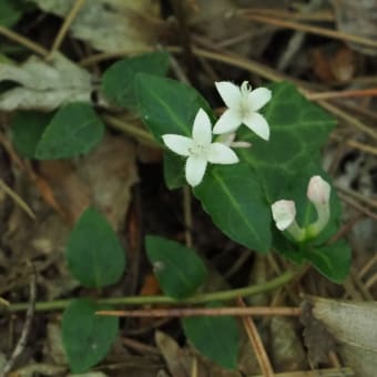 花の端境期の水林自然林には菌従属栄養植物などが（2025.6.8）#1
